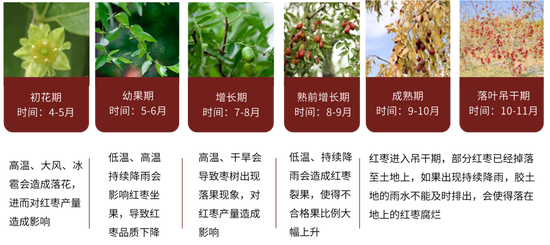 红枣：新季枣质量两级分化 好枣收购价上涨  第6张